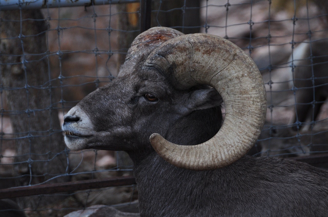 bighorn sheep